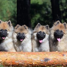 Схема вышивки «Вольф шпиц»