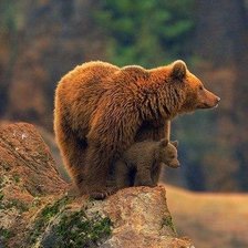 Схема вышивки «№1452645»