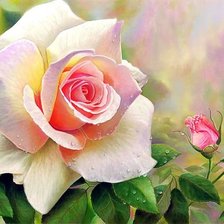 Схема вышивки «роза»