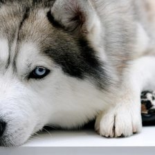 Схема вышивки «№1452952»