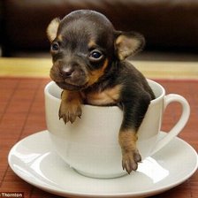 Схема вышивки «Кофейный песик»