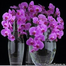 Схема вышивки «orhideja»