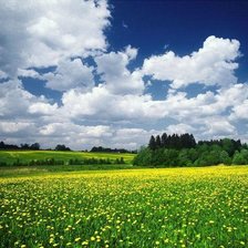 Схема вышивки «летний луг»