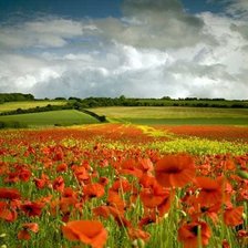 Схема вышивки «маки»