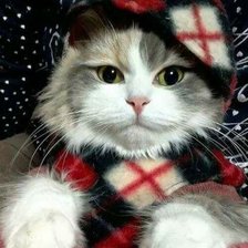 Схема вышивки «кот-шерлок»