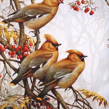 Схема вышивки «птицы»