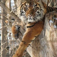 Схема вышивки «тигр»