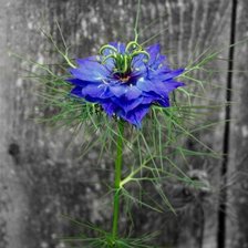 Схема вышивки «василек»