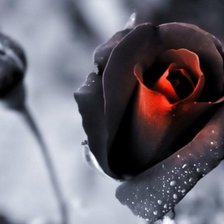 Схема вышивки «роза 1»