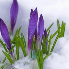 Схема вышивки «крокусы»