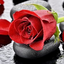 Схема вышивки «роза 6»