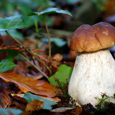 Схема вышивки «боровик»