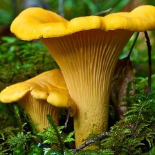 Схема вышивки «лисички»