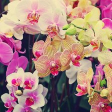 Схема вышивки «орхидеи»