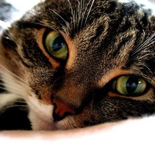 Схема вышивки «Сонный кот»