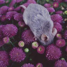 Схема вышивки «Мышка в цветах»