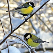 Схема вышивки «синички»