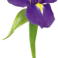 Схема вышивки «Ирис»