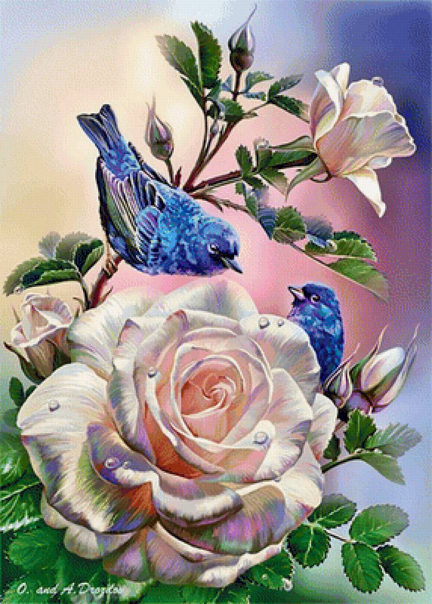 Розы - предпросмотр