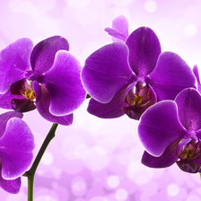 Схема вышивки «Сиреневая орхидея»