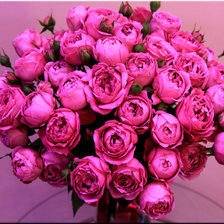 Моя прелесть