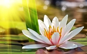 Лотос - цветы, природа - оригинал