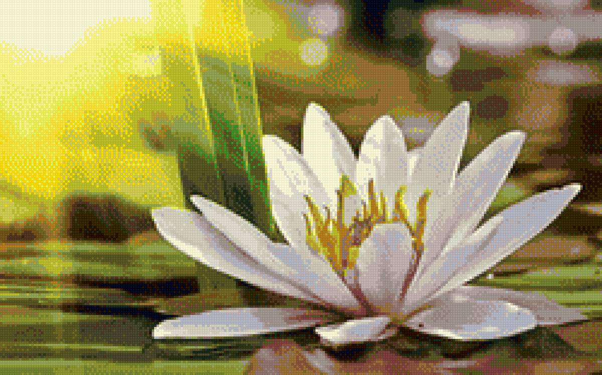 Лотос - цветы, природа - предпросмотр