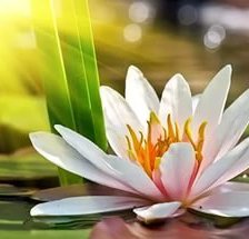 Схема вышивки «Лотос»