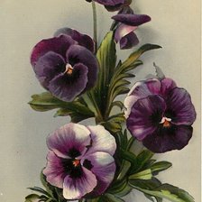 Схема вышивки «анютины глазки»