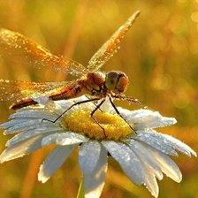 Схема вышивки «стрекоз»