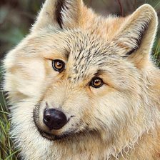 Схема вышивки «волк»