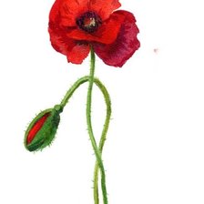 Схема вышивки «маки»