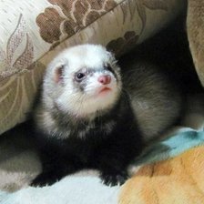 Схема вышивки «Хоря»