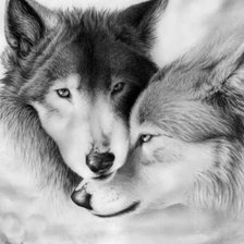 Схема вышивки «волки пара»