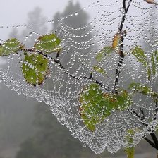 Схема вышивки «раннее утро»