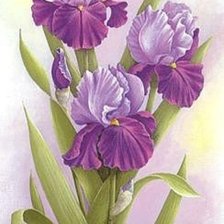 Схема вышивки «ирисы»