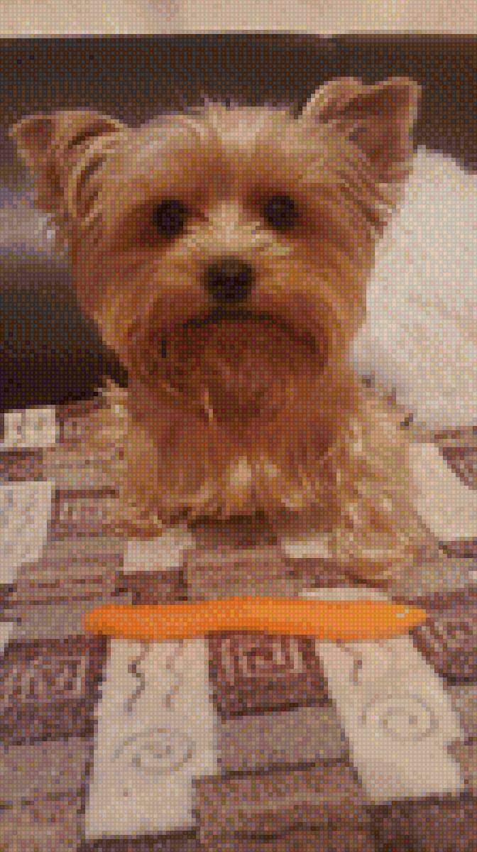 Йорк - собаки - предпросмотр