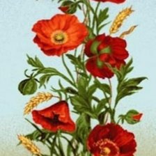 Маки и пшеница