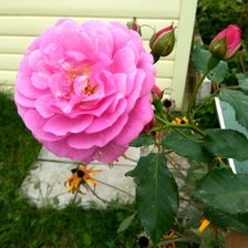 Схема вышивки «цветочек»