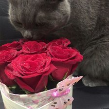 Схема вышивки «Кот»