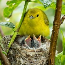 Схема вышивки «желторотики»