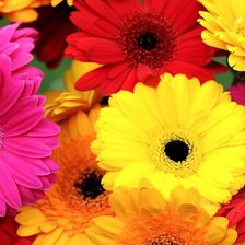 Схема вышивки «Герберы»