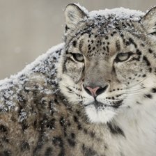 Схема вышивки «снежный барс»