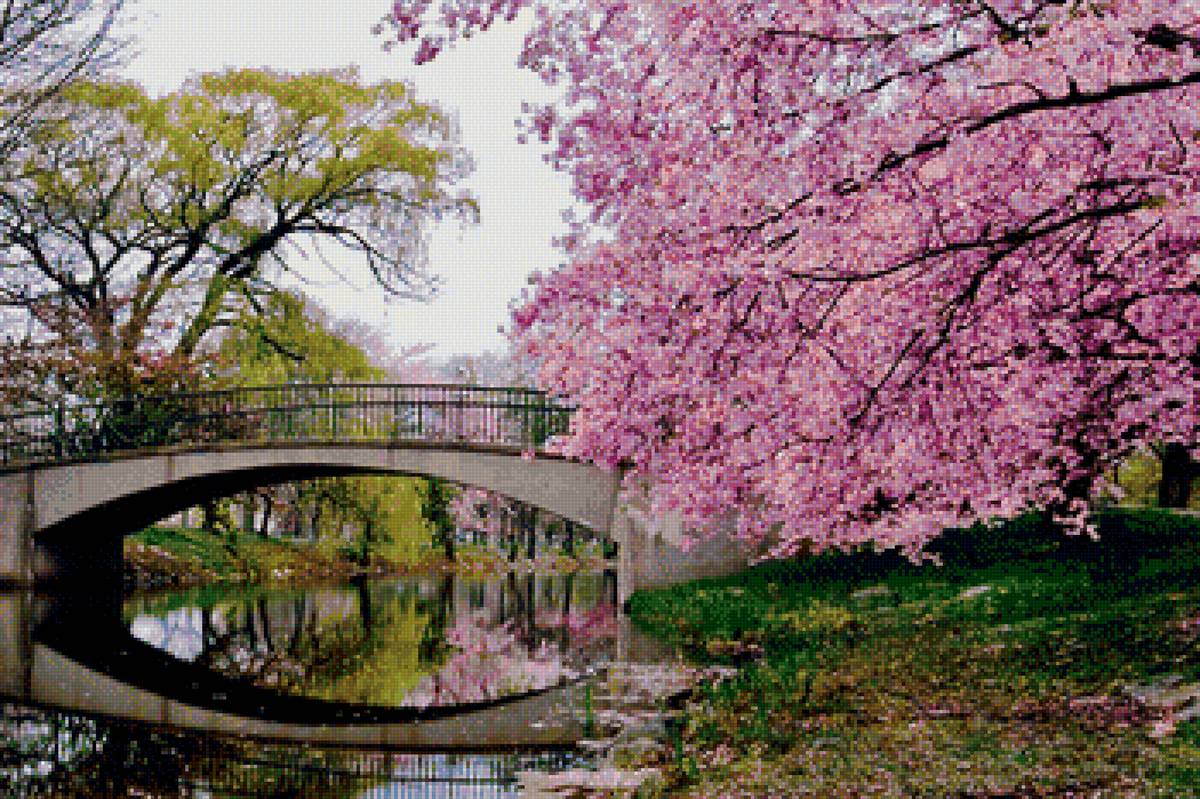 сакура - предпросмотр