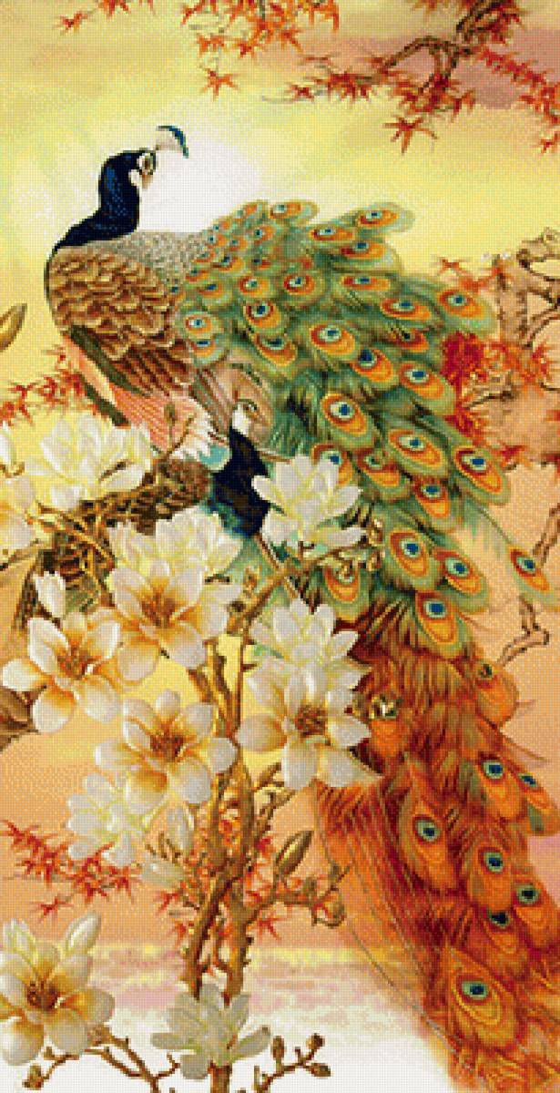 Павлины - птицы, павлин - предпросмотр