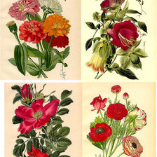 Схема вышивки «цветы»