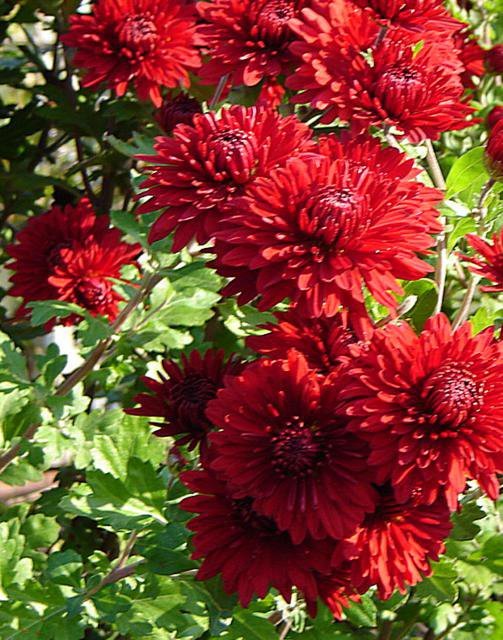 Георгины красные - природа, цветы, красота - оригинал