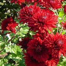 Георгины красные