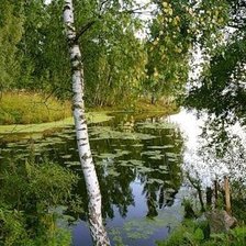 Схема вышивки «Береза»