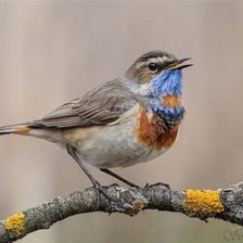 Схема вышивки «Синица_2»